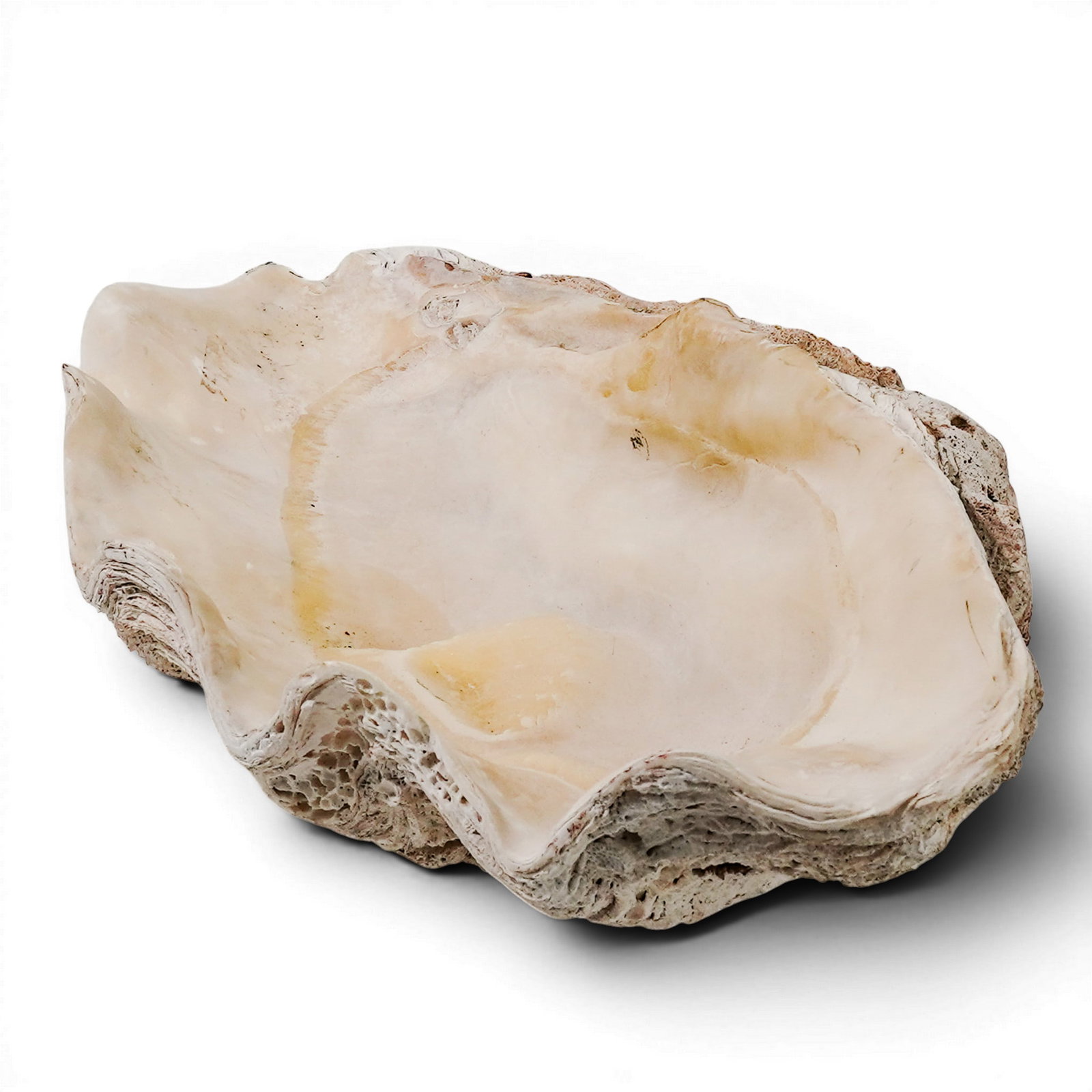 Large Tridacna Gigas Shell - 7