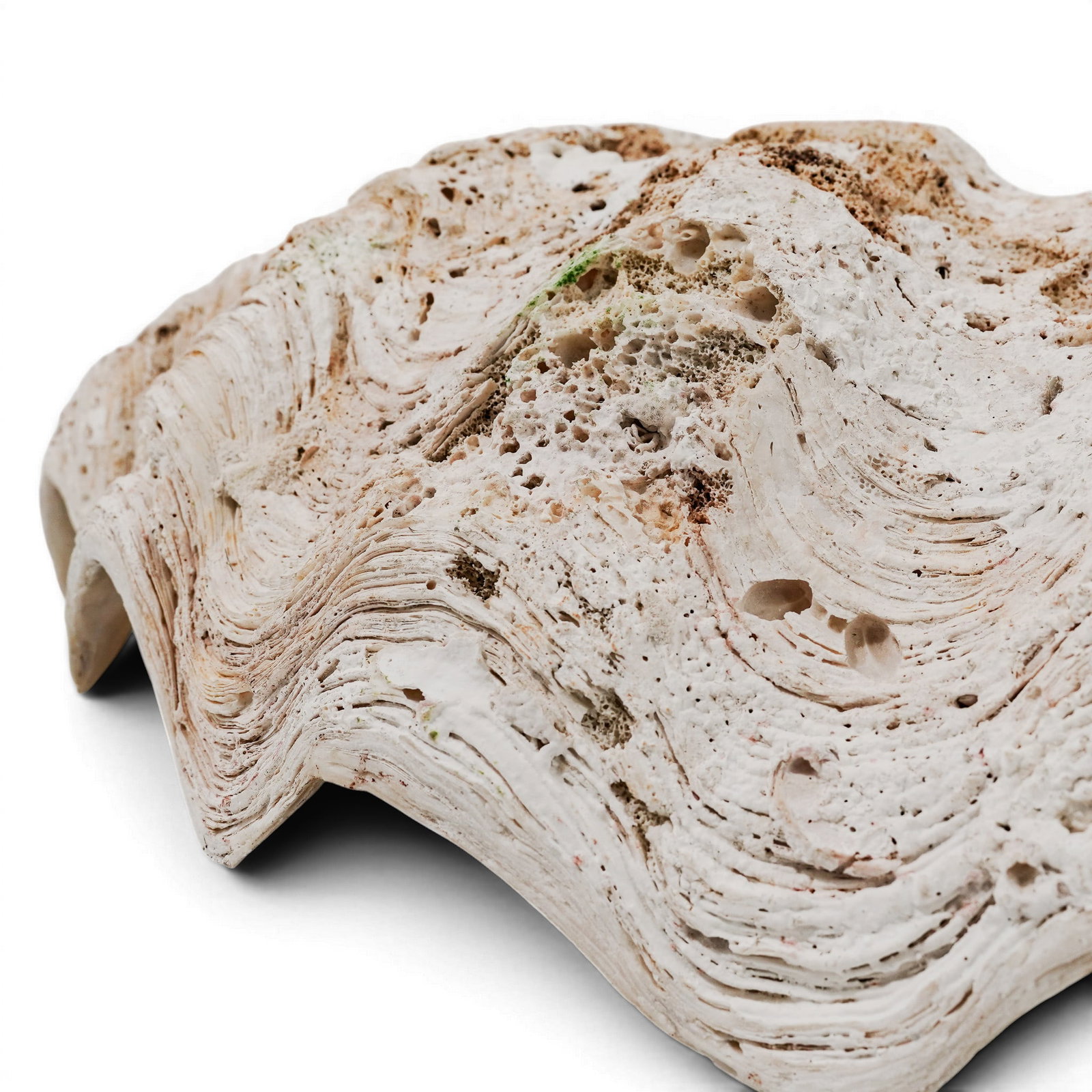 Large Tridacna Gigas Shell - 8