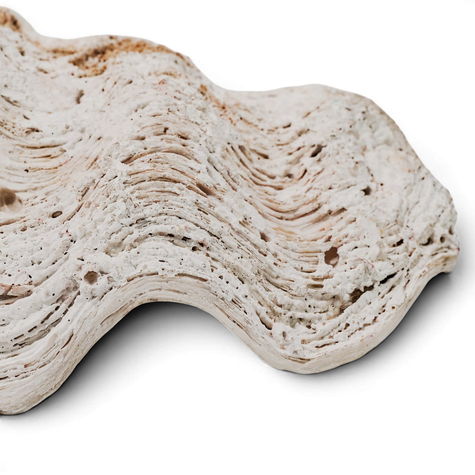 Large Tridacna Gigas Shell - 9