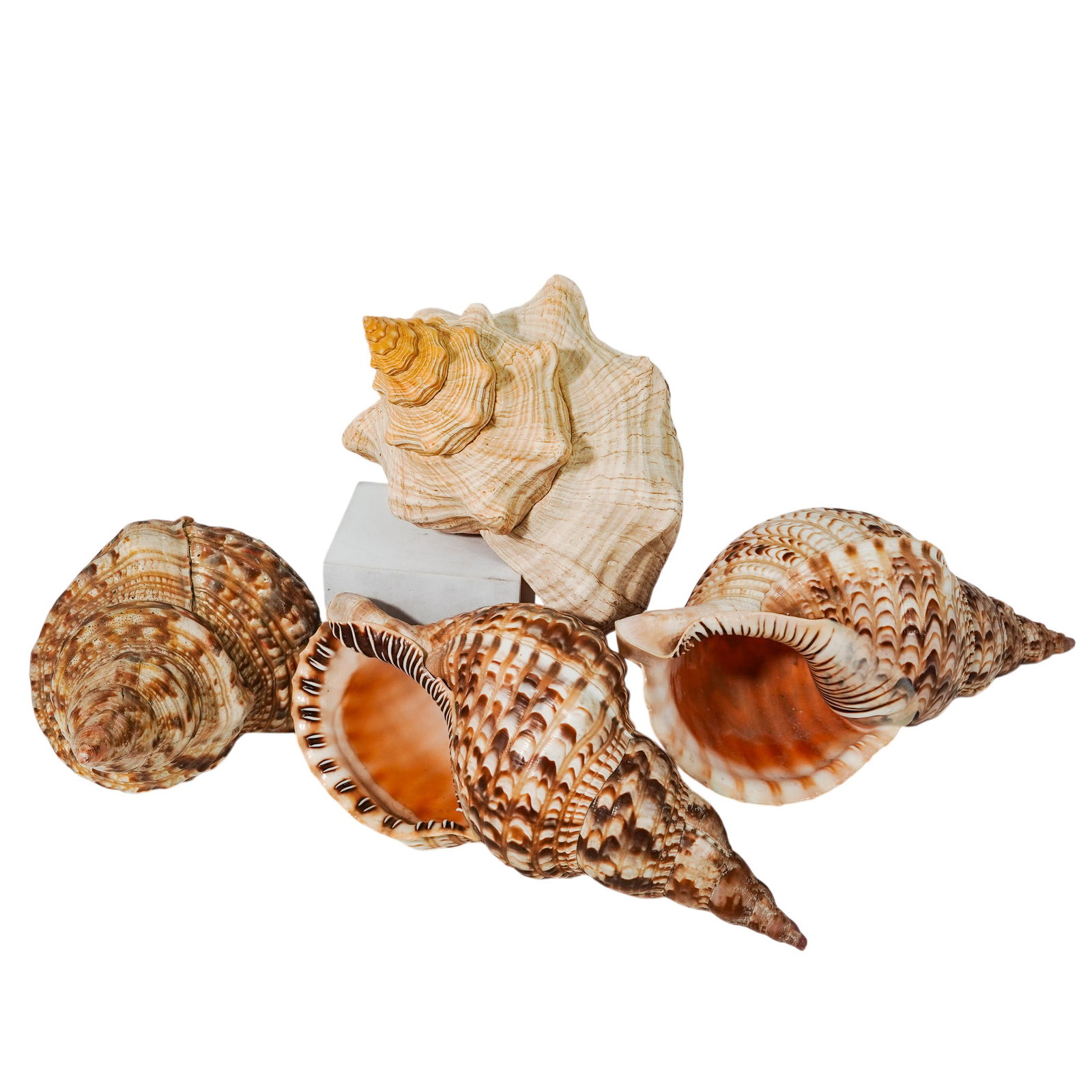 (4 Pc) Tritons Trumpet Shells (1 of 10)