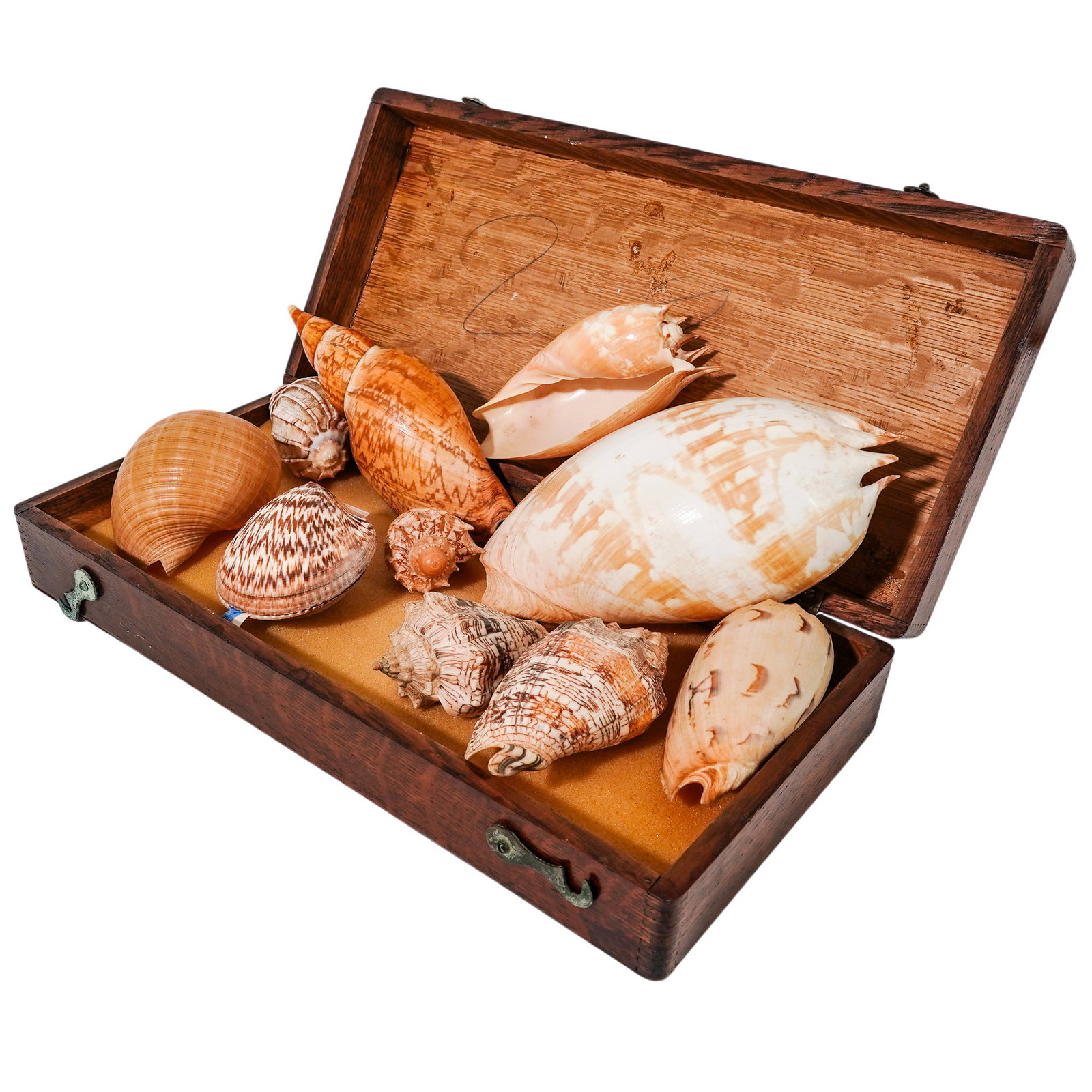 (10 pcs) Elsie Malone Specimen Shells in Display Box: (10 pcs) Elsie Malone Specimen Shells in Display Box Mid to late 20th century A set of ten shells, labeled, in a wood display box. (1) Glycymeris Gigantea shell, both halves intact. (1) Imperial volut