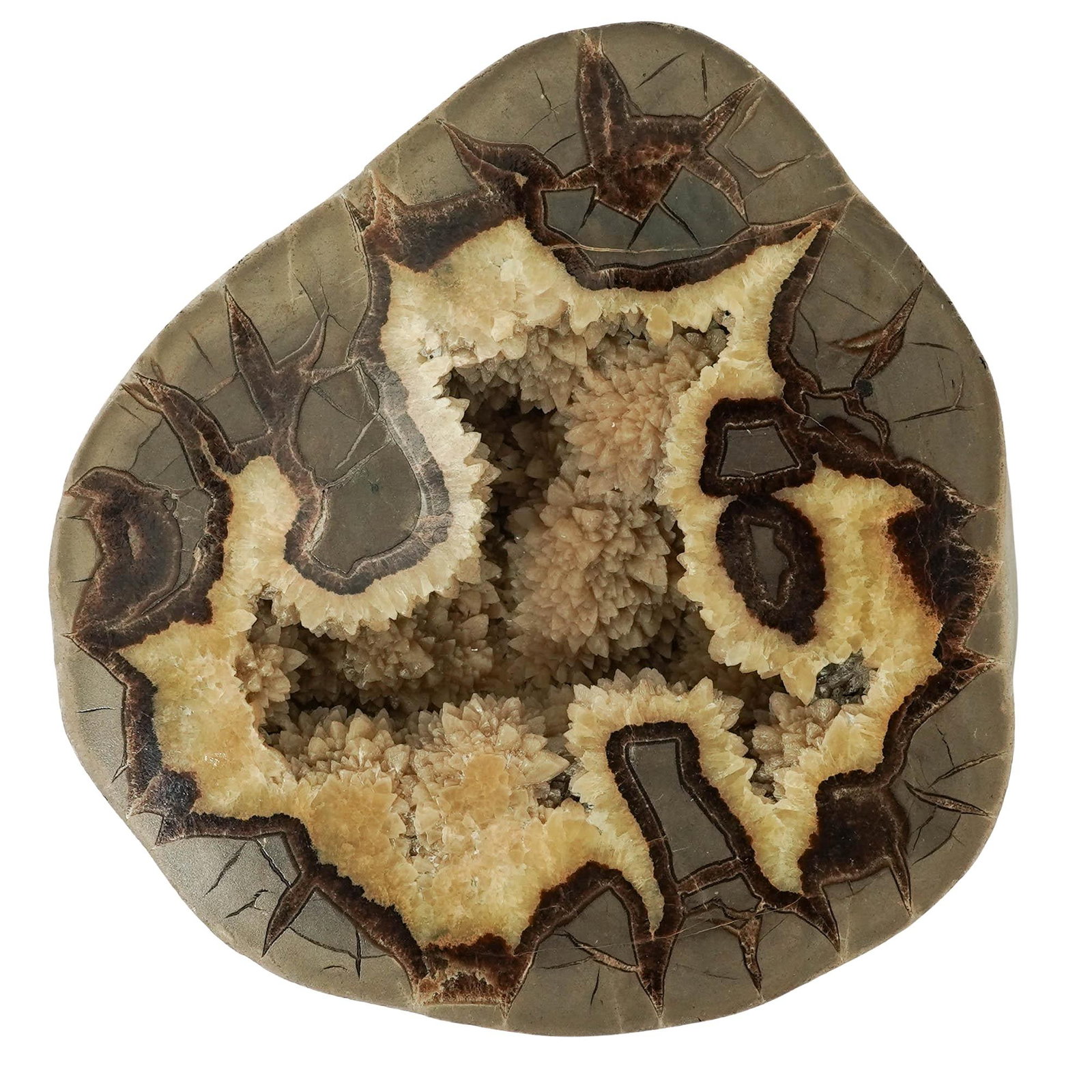 ‘Dragon Stone’ Septarian Nodule Geological Formation: ‘Dragon Stone’ Septarian Nodule Geological Formation This fascinating specimen is a septarian nodule, often called a 'dragon stone' because of its cracked, scaly appearance. It was formed roughly 