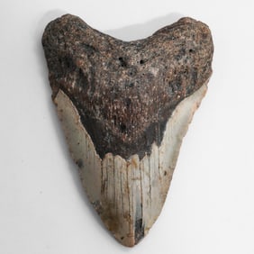 Large Fossilized Megalodon Shark Tooth