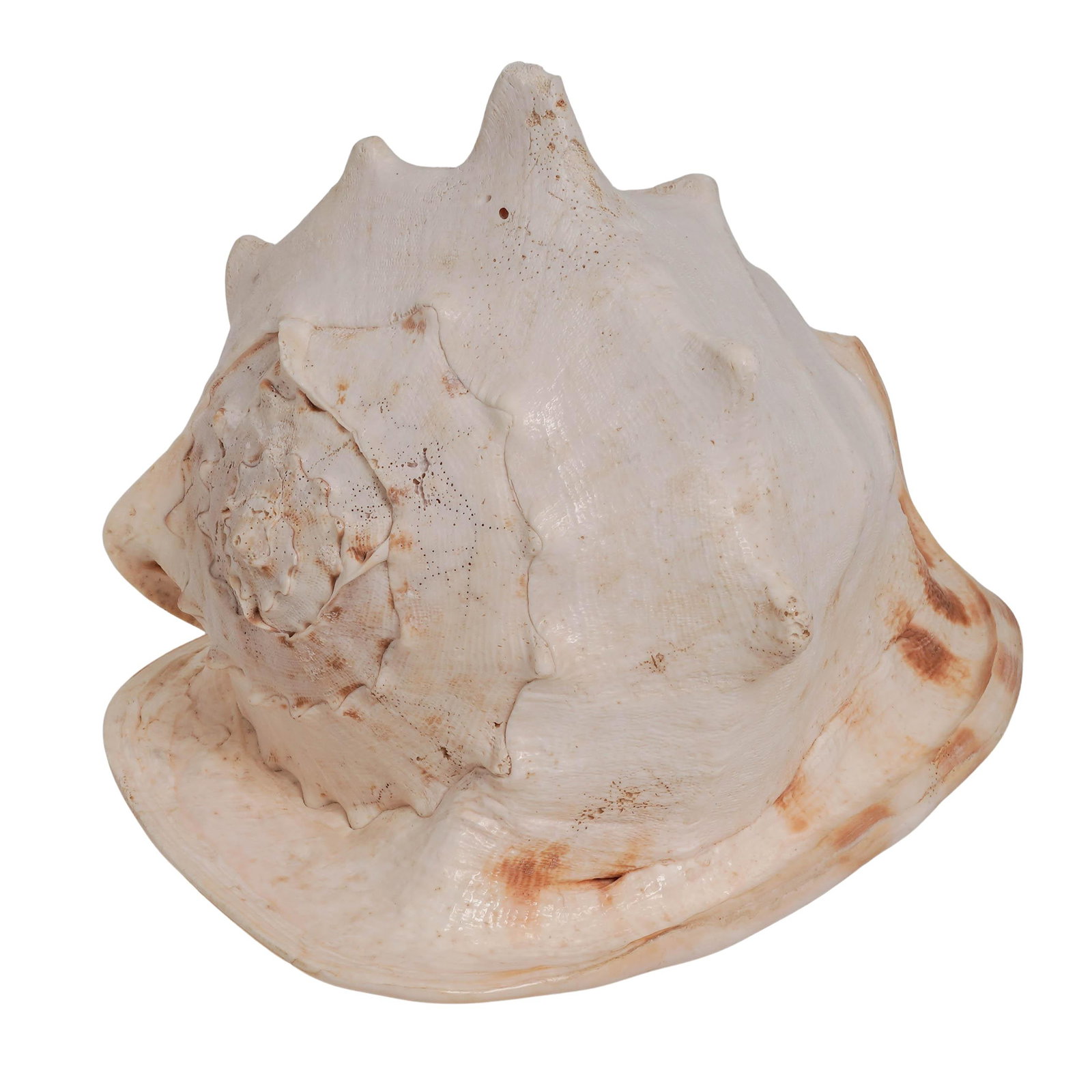 Queen Horned Helmet Conch Shell (1 of 9)