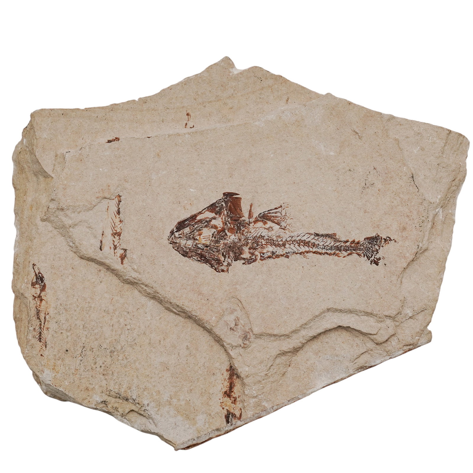 Archaic Fossilized Fish Limestone Plate (1 of 5)