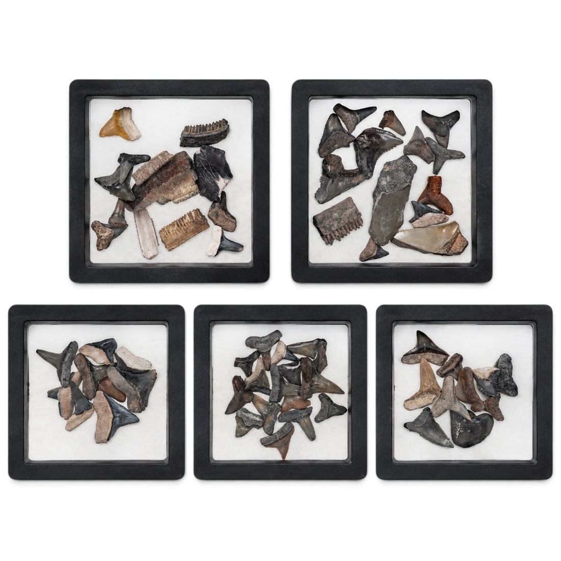 (60 Pcs) Collection of Fossil Shark Teeth: (60 Pcs) Collection of Fossil Shark Teeth USA The teeth vary in size, shape, and color, which is typical for fossils that undergone millions of years of wear and erosion. The collection contains teeth