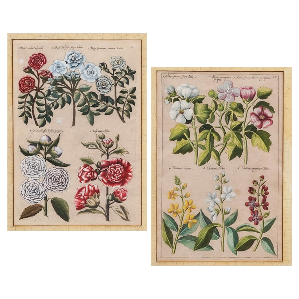 (2 pcs) Emmanuel Sweert "Florilegium" Botanical Copper Engravings: (2 pcs) Emmanuel Sweert "Florilegium" Botanical Copper Engravings A set of two Emmanuel Sweert botanical copper engravings. Marked in upper right "36", "39". Marked on verso with Lyons And Harper Anti