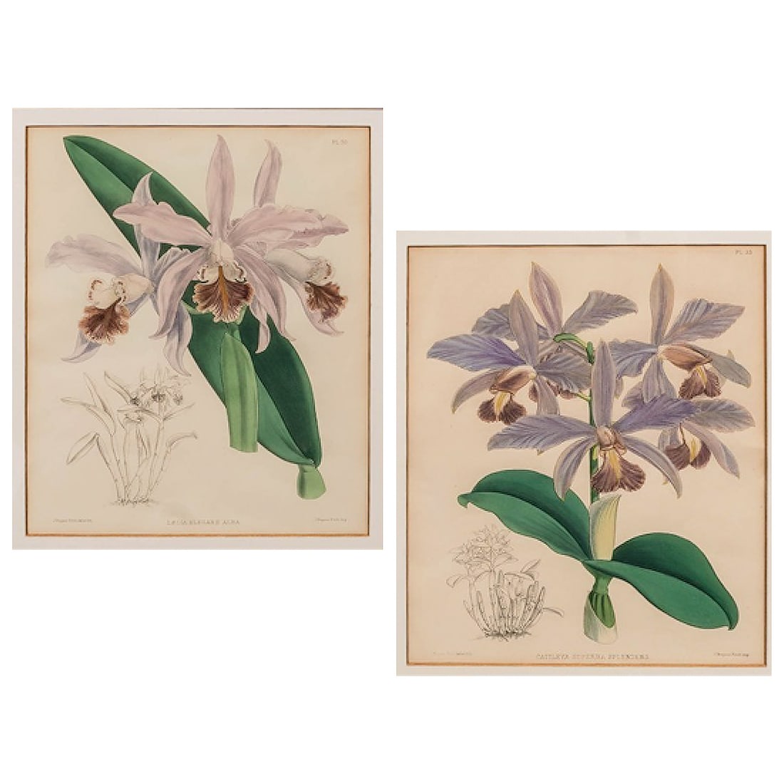 (2 pcs) John Nugent Fitch (British, 1840-1927) Orchid Engravings (1 of 12)