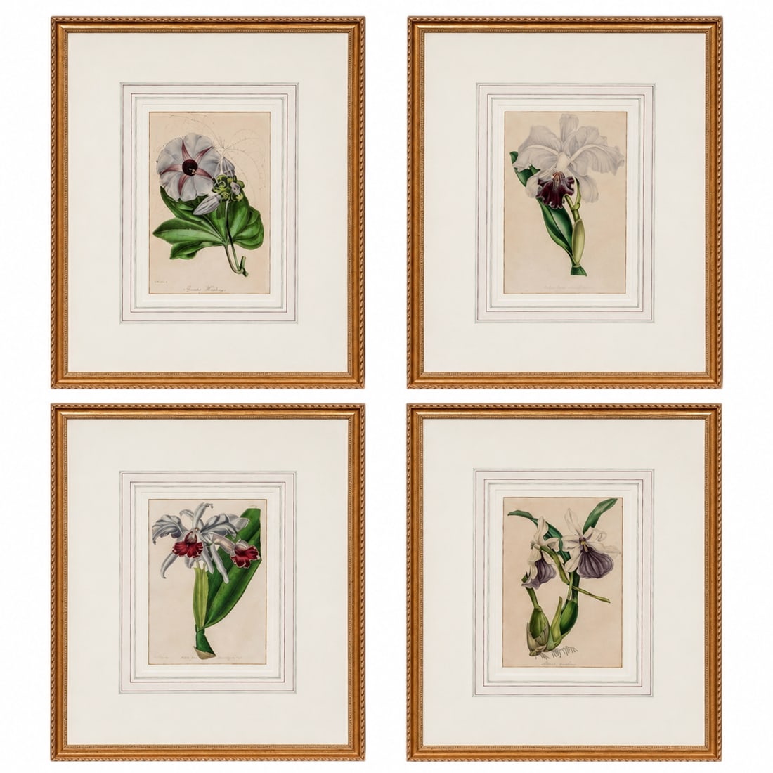 (4 pc) Antique Hand Colored Orchid Engravings (1 of 13)