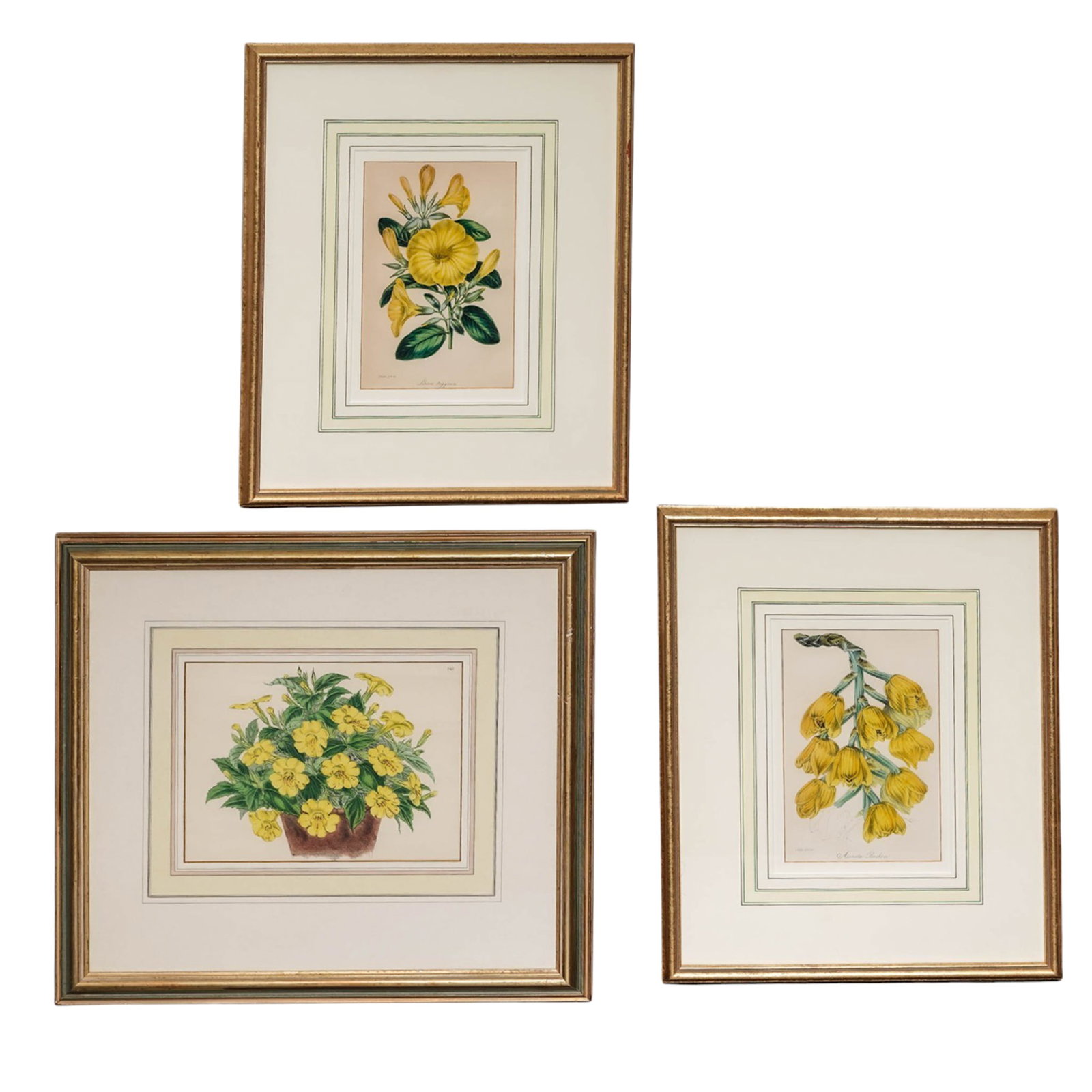(3 pc) Antique S. Holden Botanical Prints: (3 pc) Antique S. Holden Botanical Prints 19th Cent, England This set of three antique botanical prints by S. Holden, each marked “del. et lith.,” depicts a different variety of yellow floweri