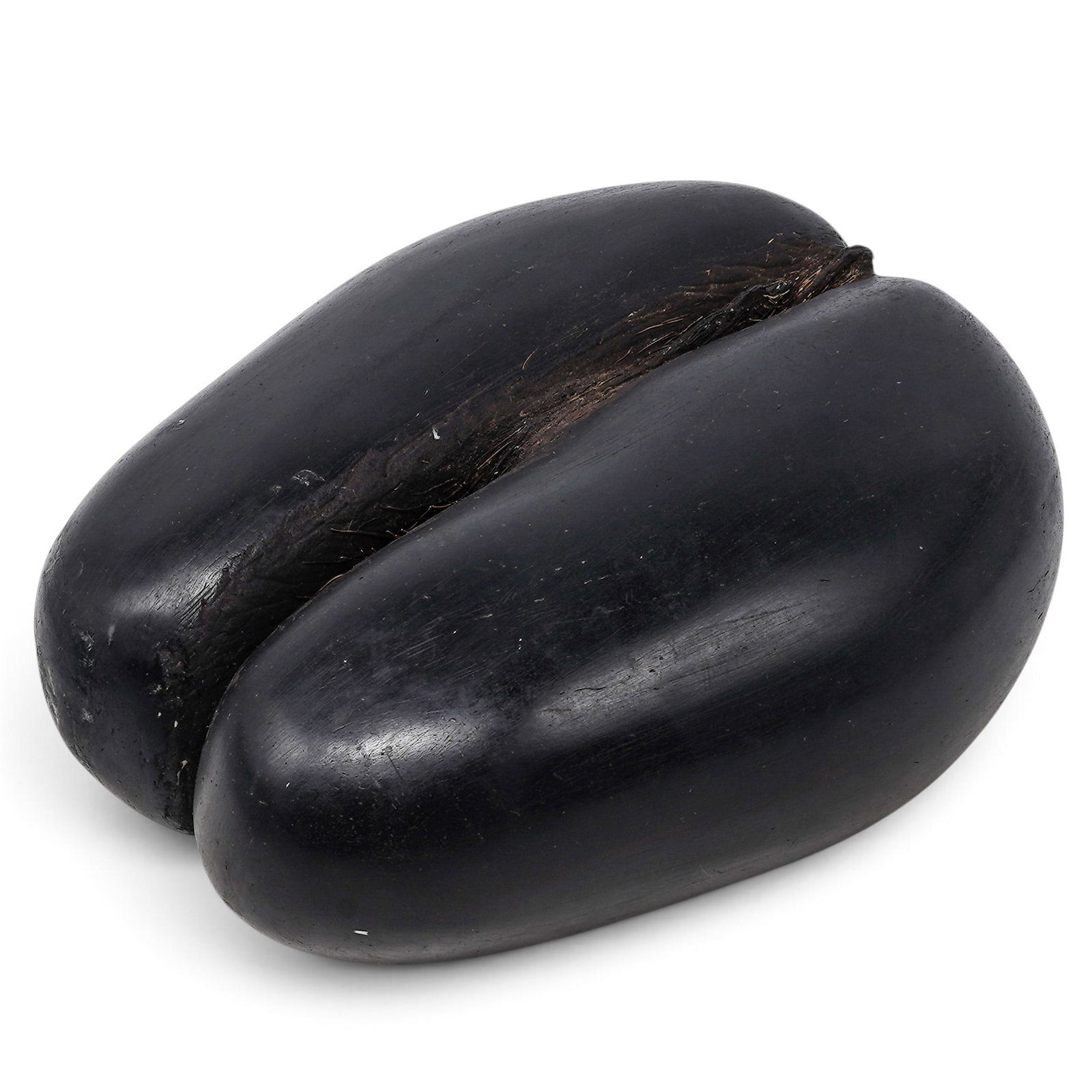 Large Coco de Mer Double Coconut Seed Specimen: Large Coco de Mer Double Coconut Seed Specimen Seychelles The nut of the Coco de Mer, a species of rare palm tree which is only found in the Seychelles in the Indian Ocean, it is the largest seed in t