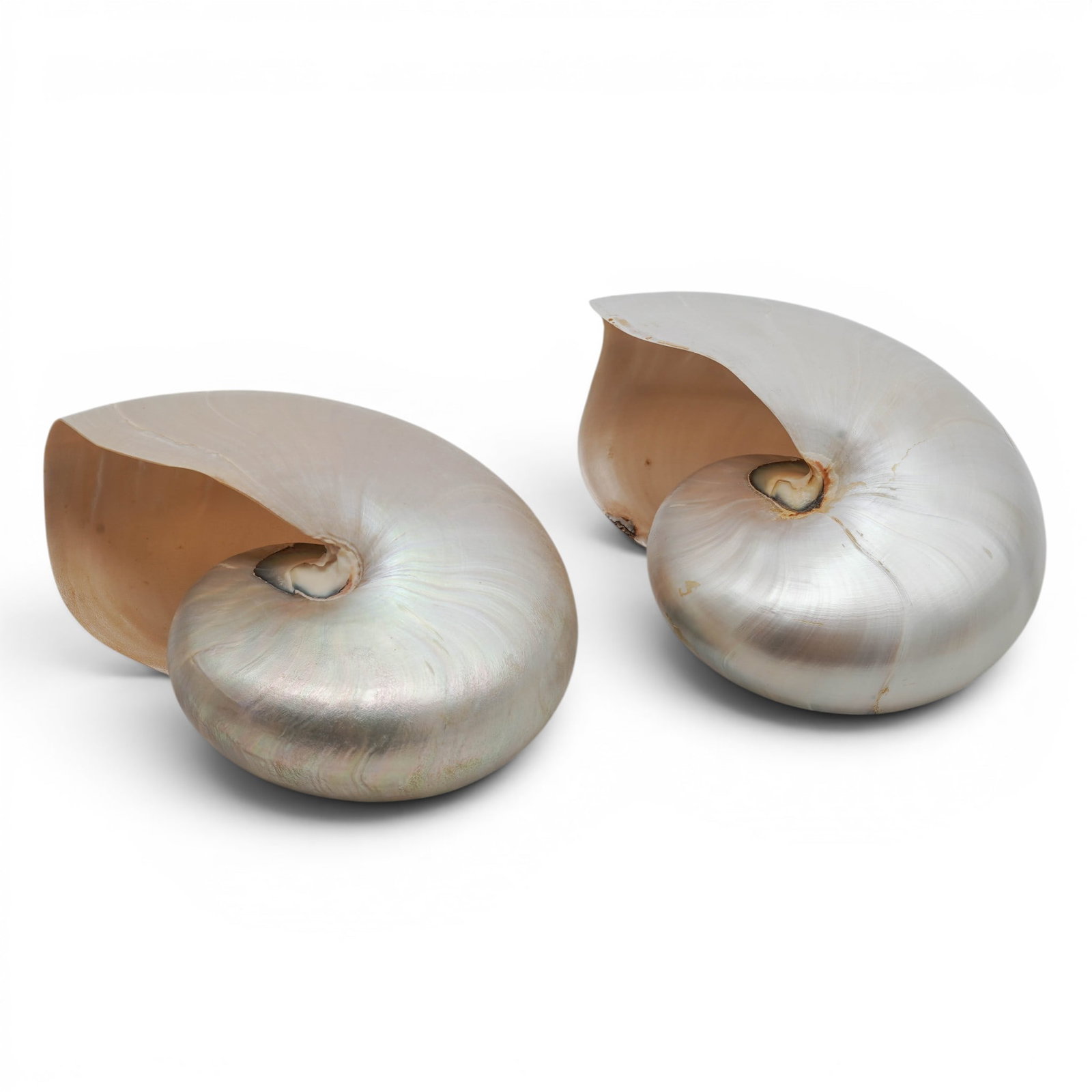 (2pc) Pearlized Chambered Nautilus Pompilius Shells