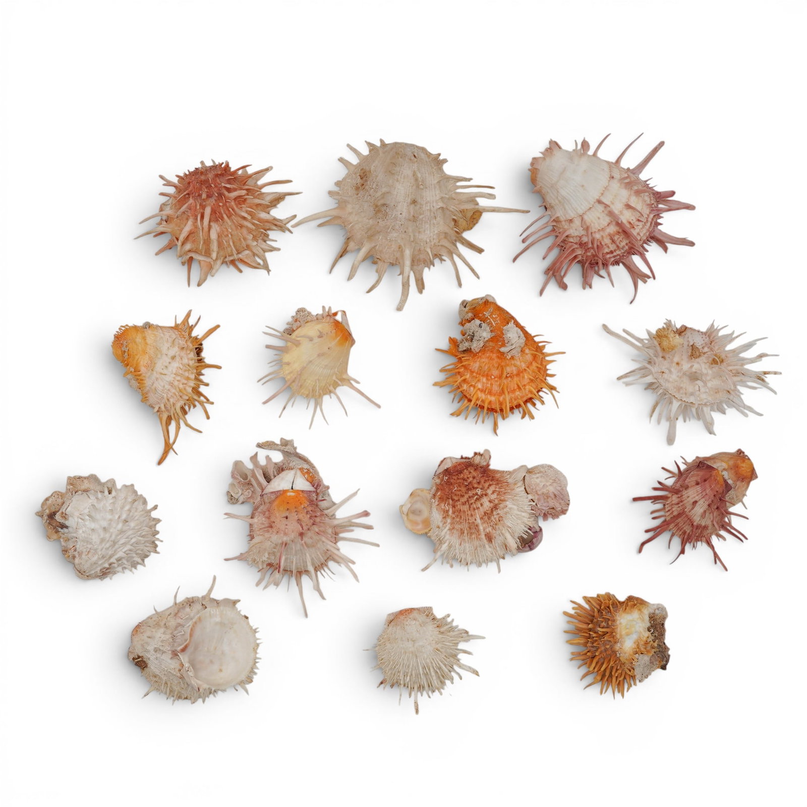 (13pc) Spondylus Spiny Oyster Shell Specimens Collection (1 of 6)