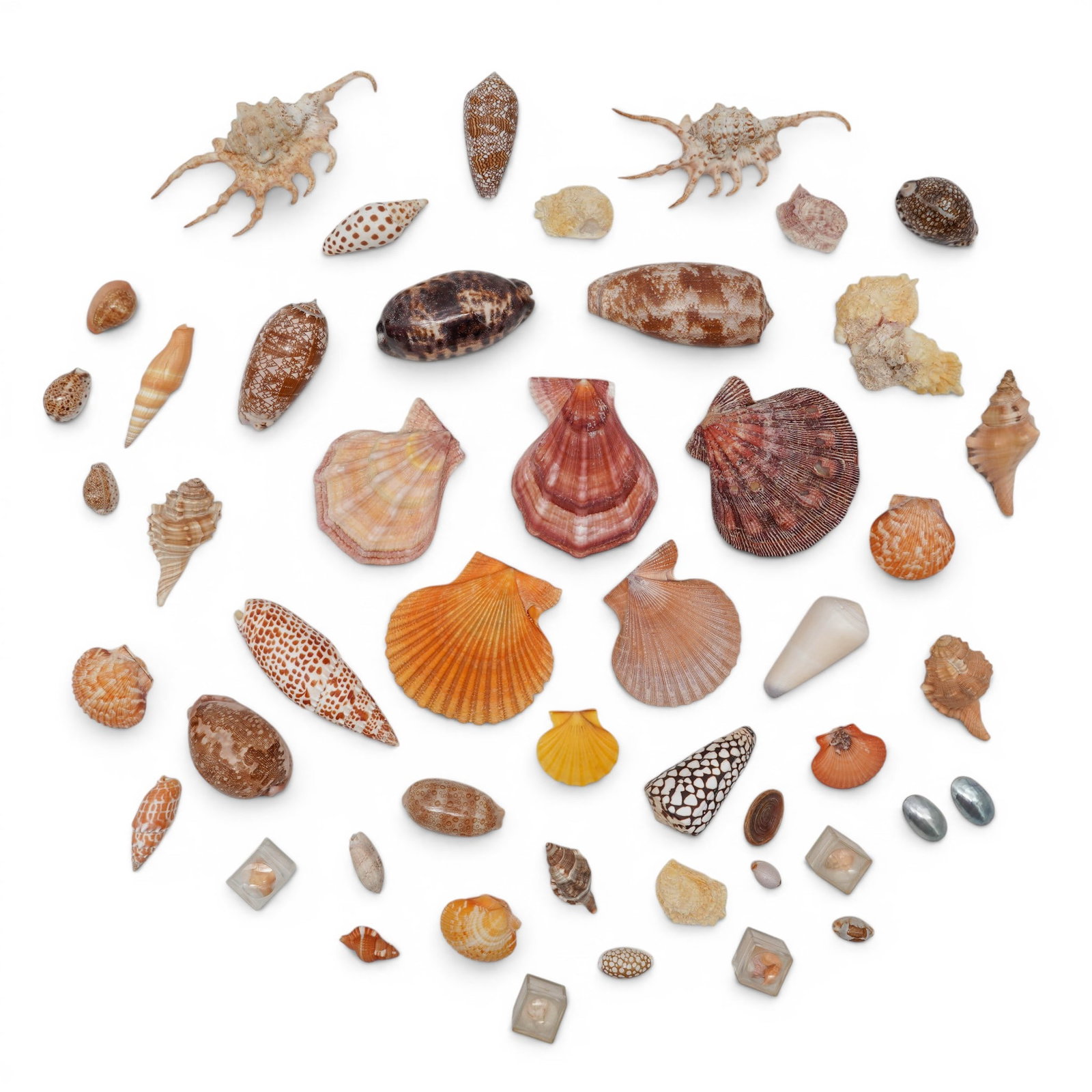 Natural Sea Shells Specimen Collection (1 of 11)