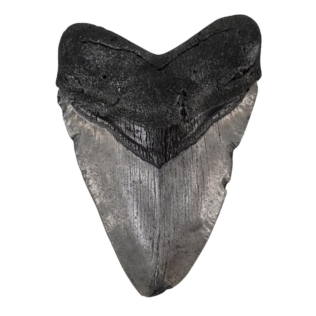 Fossilized Megalodon Shark Tooth: Fossilized Megalodon Shark ToothEarly Miocene to Early Pliocene EpochsThis specimen retains its triangular profile and has nearly all of the original enamel still intact with grey and black tones. The