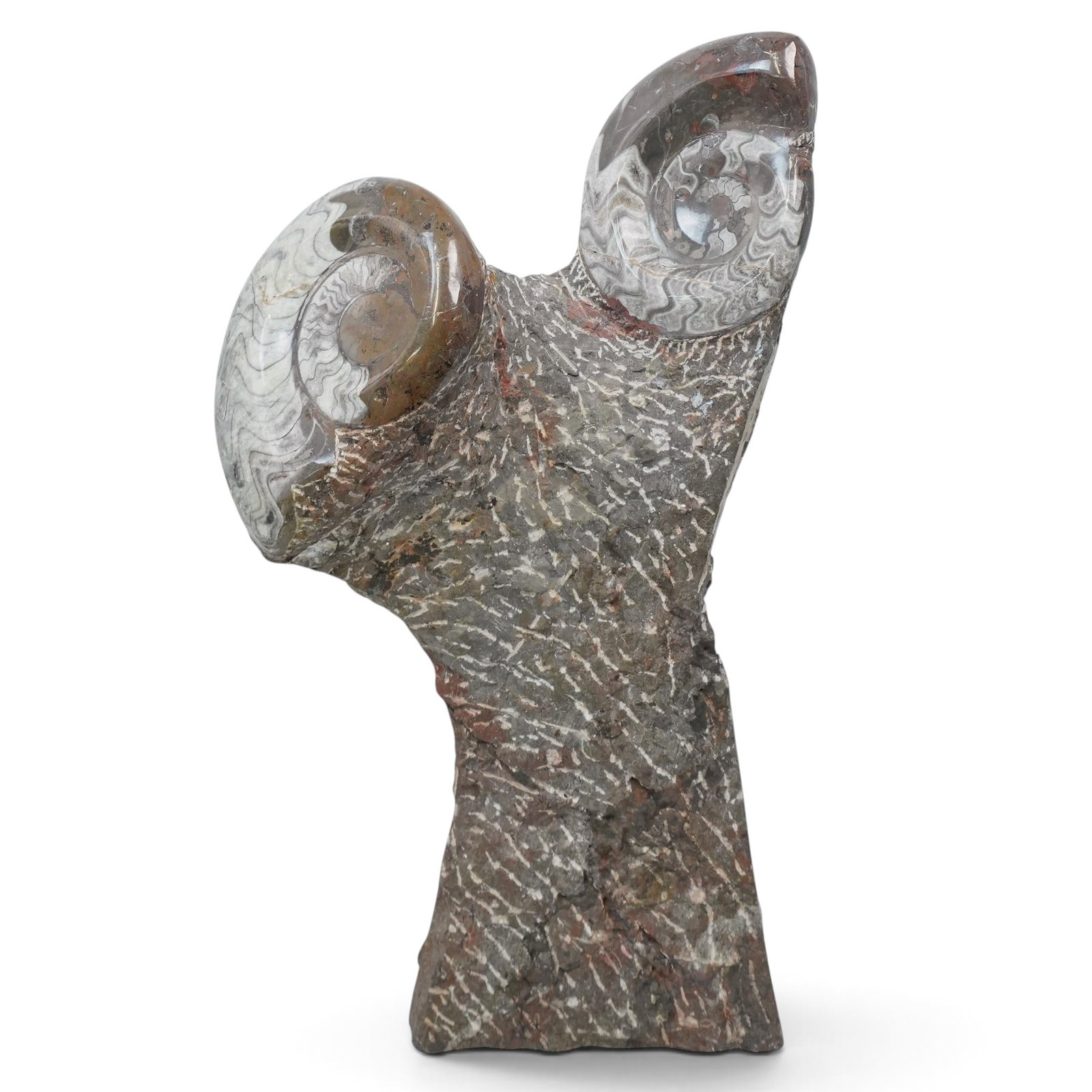 Fossil Trilobite Sculpture: Fossil Trilobite Sculpture Continental Stone sculpture featuring two spiral forms. The base has a dark, mottled appearance with lighter streaks, while the spiral elements are smooth. H: 24" W: 16" L: