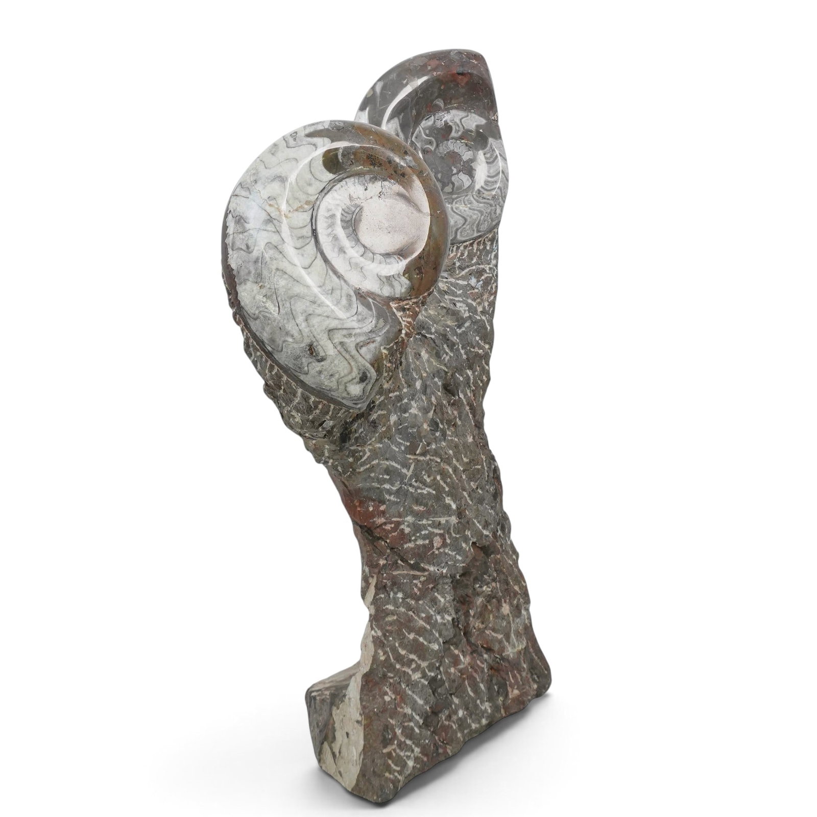 Fossil Ammonites Sculpture - 2