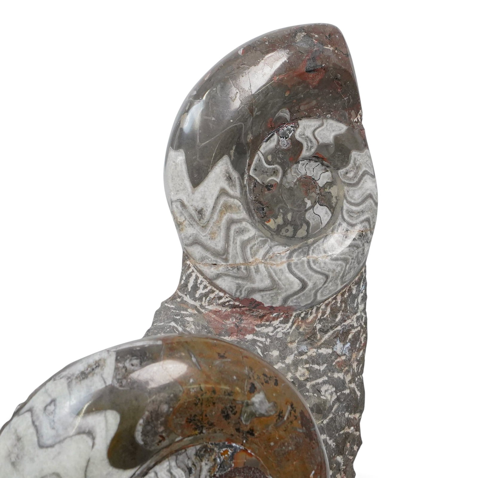 Fossil Ammonites Sculpture - 3