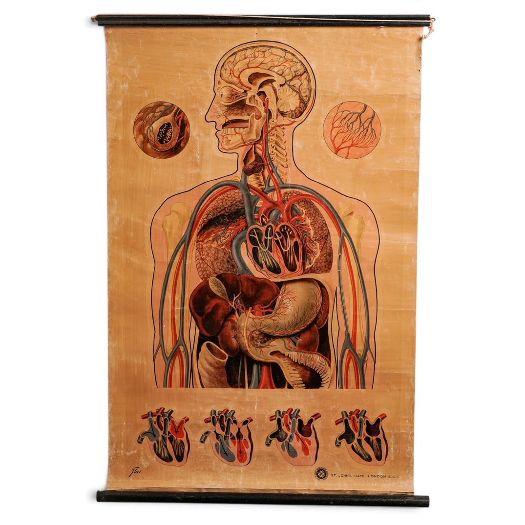 J. Teck for St. John Ambulance Anatomical Poster Educational Chart (1 of 5)