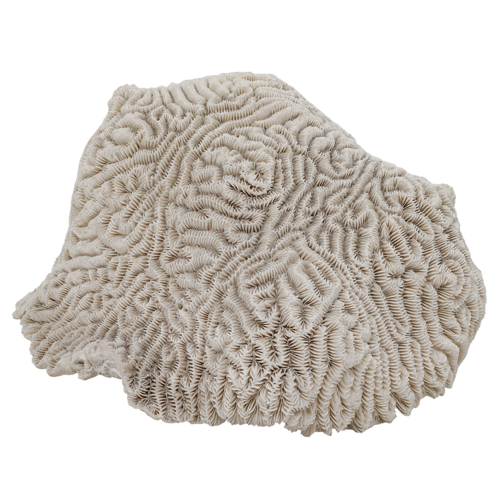 Natural Brain Coral Formation: Natural Brain Coral Formation Artist/Designer/Manufacturer: Unknown. Marking(s): None. Materials: Natural brain coral. Cataloger Note: Natural brain coral formation displaying characteristic winding,