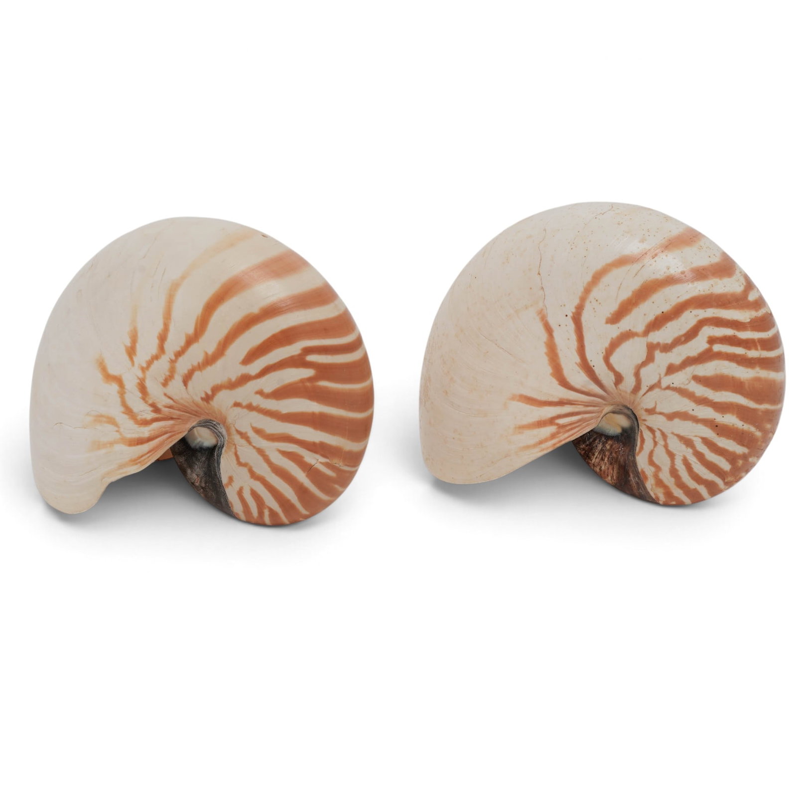 (2pc) Natural Chambered Nautilus Pompilius Shells (1 of 8)