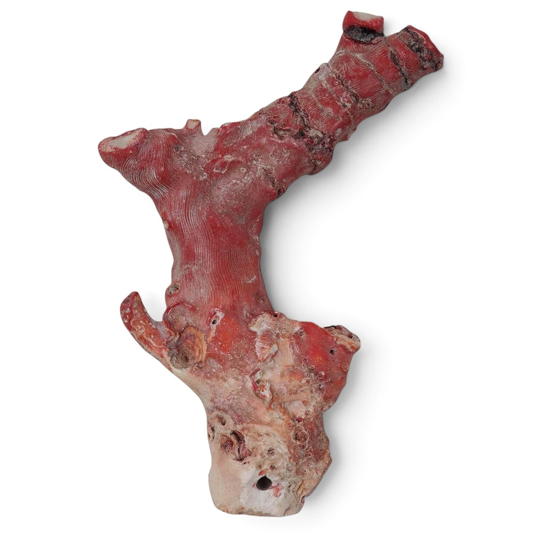 Natural Unpolished Red Coral Branch (1 of 6)