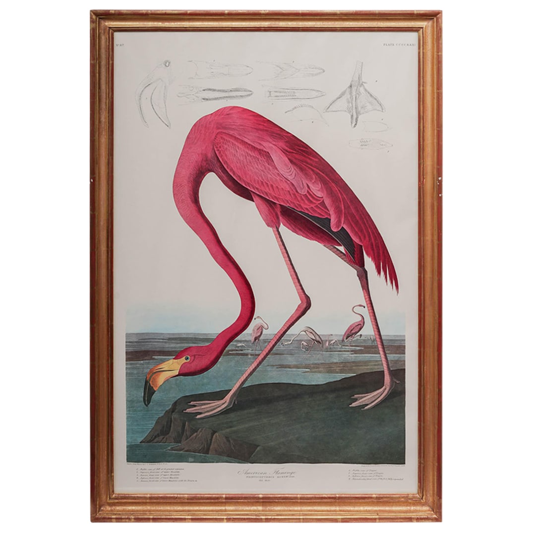 John James Audubon's "American Flamingo" Lithograh (1 of 9)