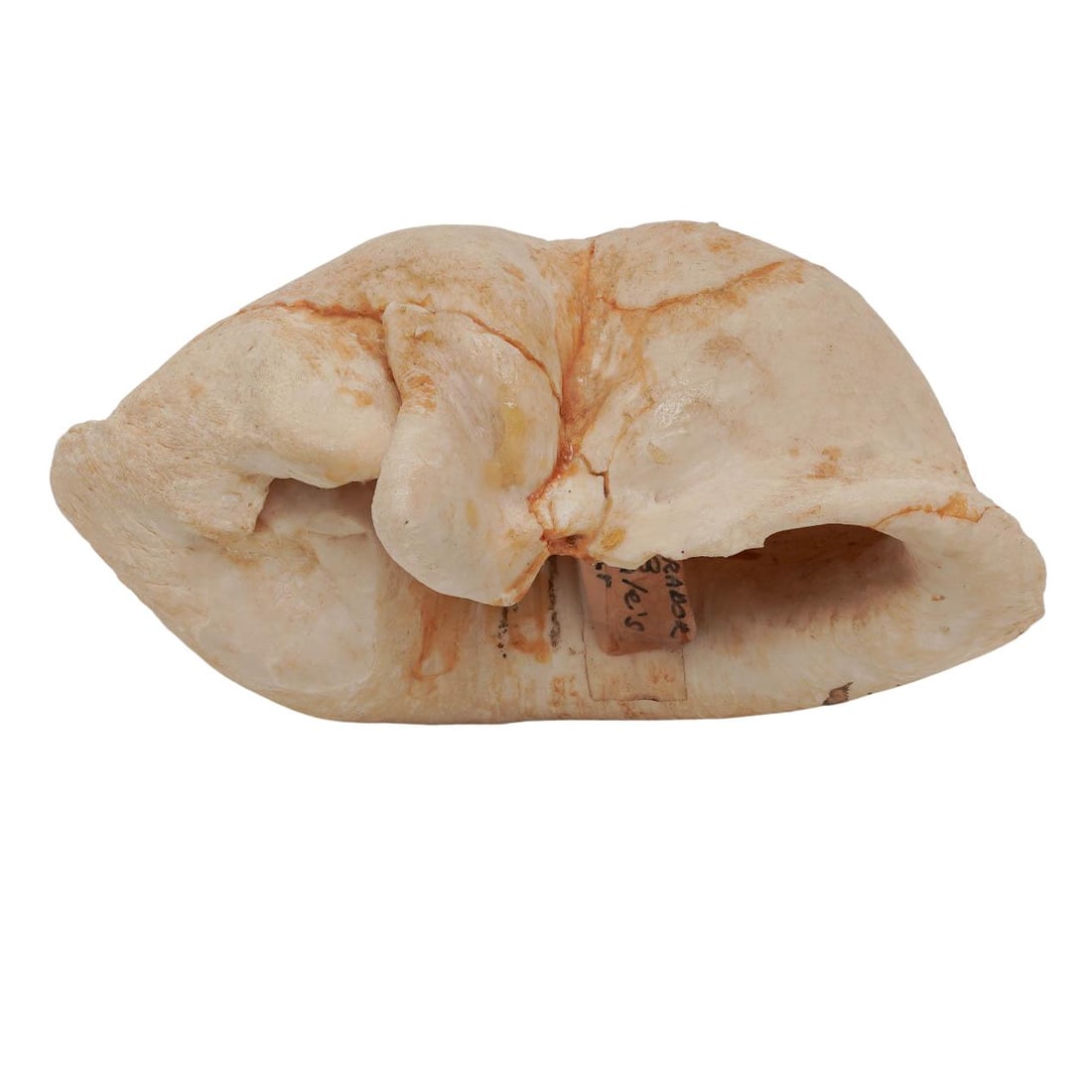 Fossil Whale Tympanic Bulla Ear Bone Specimen: Fossil Whale Tympanic Bulla Ear Bone Specimen Artist/Designer/Manufacturer: Marking(s); notes: Handwritten tag: 'Labrador 8 Whale's ear' Materials: Whale bone Cataloger Note: Fossilized whale