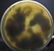 Qing Dynasty Jade Circular Box With Foo Dogs - 5