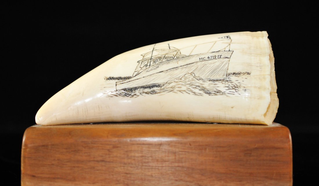 Whale's Tooth Decorated Scrimshaw: DESCRIPTION: A beautiful whale's tooth decorated with a fishing boat at sea. The tooth is signed on lower right hand side with "C.B" initals and the boat is marked "MC 4719 FF". The tooth is also moun