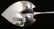 GORHAM STERLING SILVER CAKE SERVER, GOLD WASHED - 6