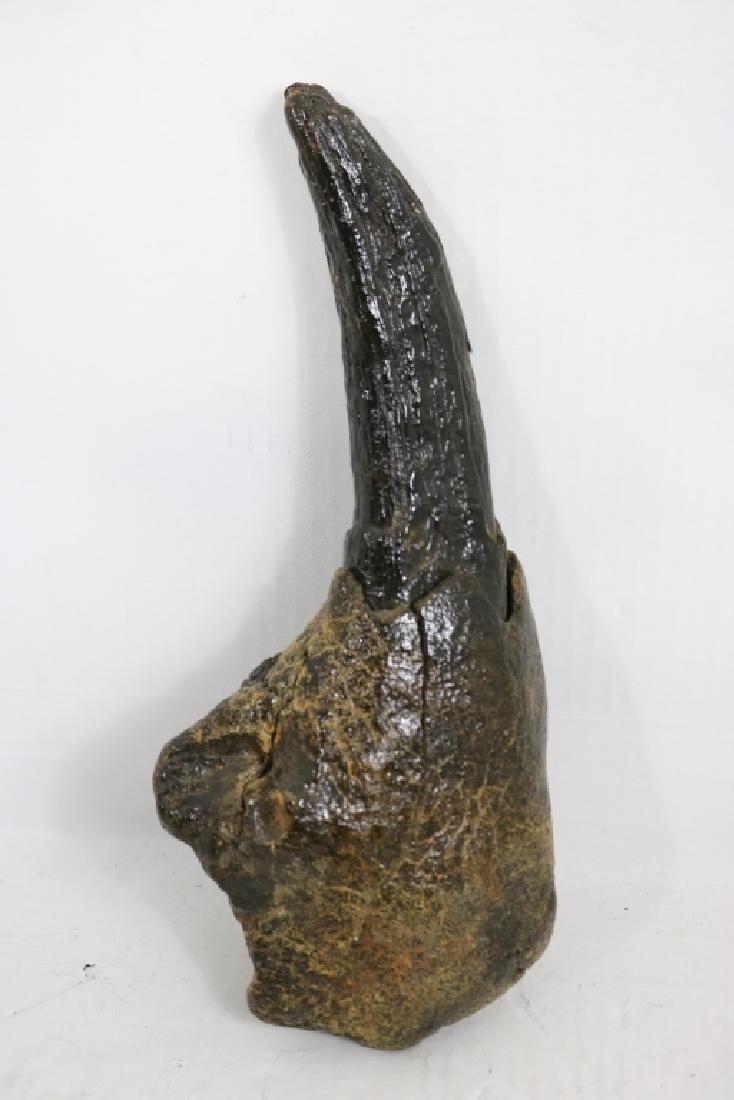 GIGANTIC 15" PLEISTOCENE TOOTH FROM PREHISTORIC: MONSTER (DINOSAUR?). DREDGED UP FROM THE SEABED AFTER WWII BY A FISHING DRAGGER OFF THE COAST OF NJ BY CAPT. JOHN ROBERTS WHO SAILED OUT OF MANASQUAN INLET FROM BRIELLE. THE CAPT DIED RECENTLY AND ANT