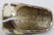 ZUNI STERLING SILVER AND FOSSILIZED BONE RING BY - 2