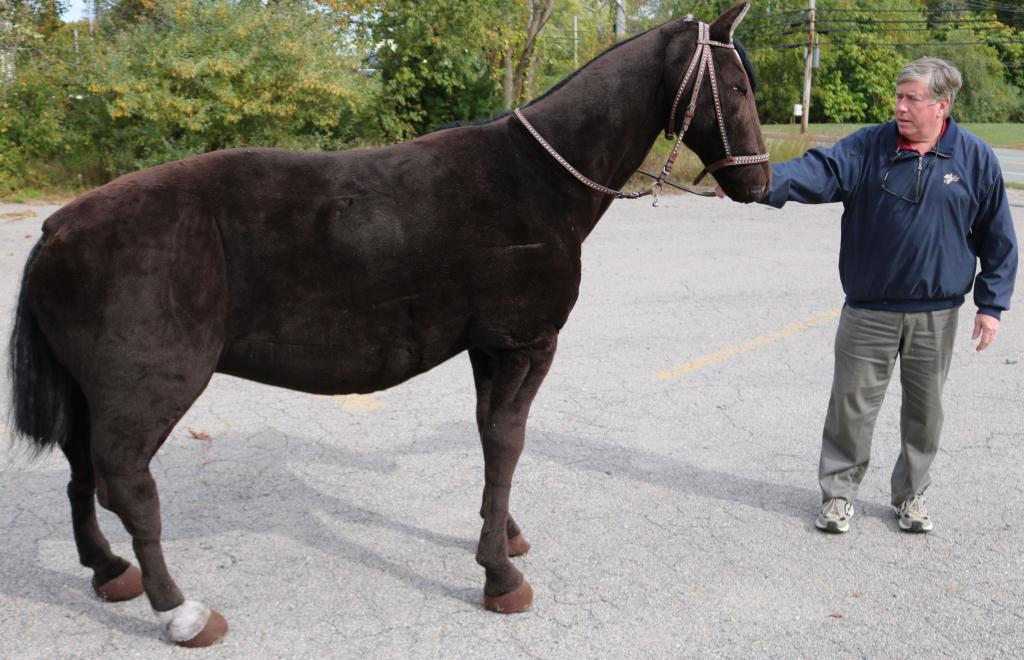 steiff horse