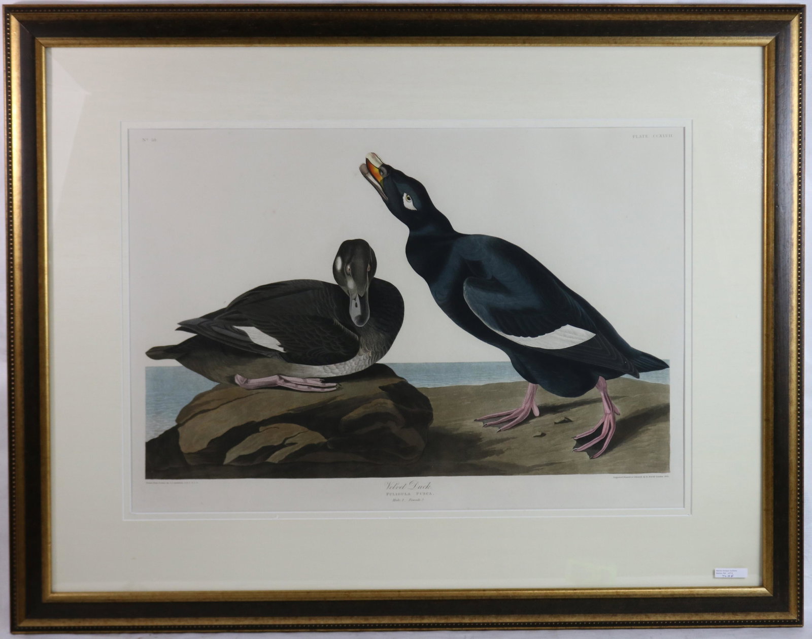 JOHN JAMES LAFOREST AUDUBON (1785-1851), TITLED: VELVET DUCK OR WHITE WINGED SCOOTER (LATIN TITLED MELANITTA FUSCA), HAND COLORED ENGRAVING WITH AQUATINT AND ETCHING. ENGRAVED, PRINTED AND COLORED R. HAVEL, LONDON, 1835. 20 1/2" X 29 1/2" SIGHT SIZE
