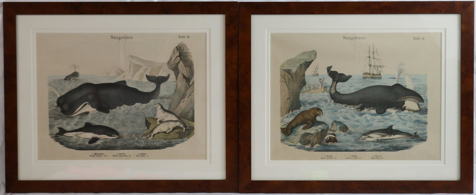 TWO FRAMED 19TH CENTURY COLORED ENGRAVINGS: DEPICTING WHALES AND WHALING. ONE IS TITLED "SAUGETIERE" THE OTHER IS TITLED THE SAME. FRENCH. SIGHT SIZE 12" X 16", OVERALL WITH NICE MODERN BURL WALNUT FRAMES AND DOUBLE MATTING 18" X 22". DEACCESSI