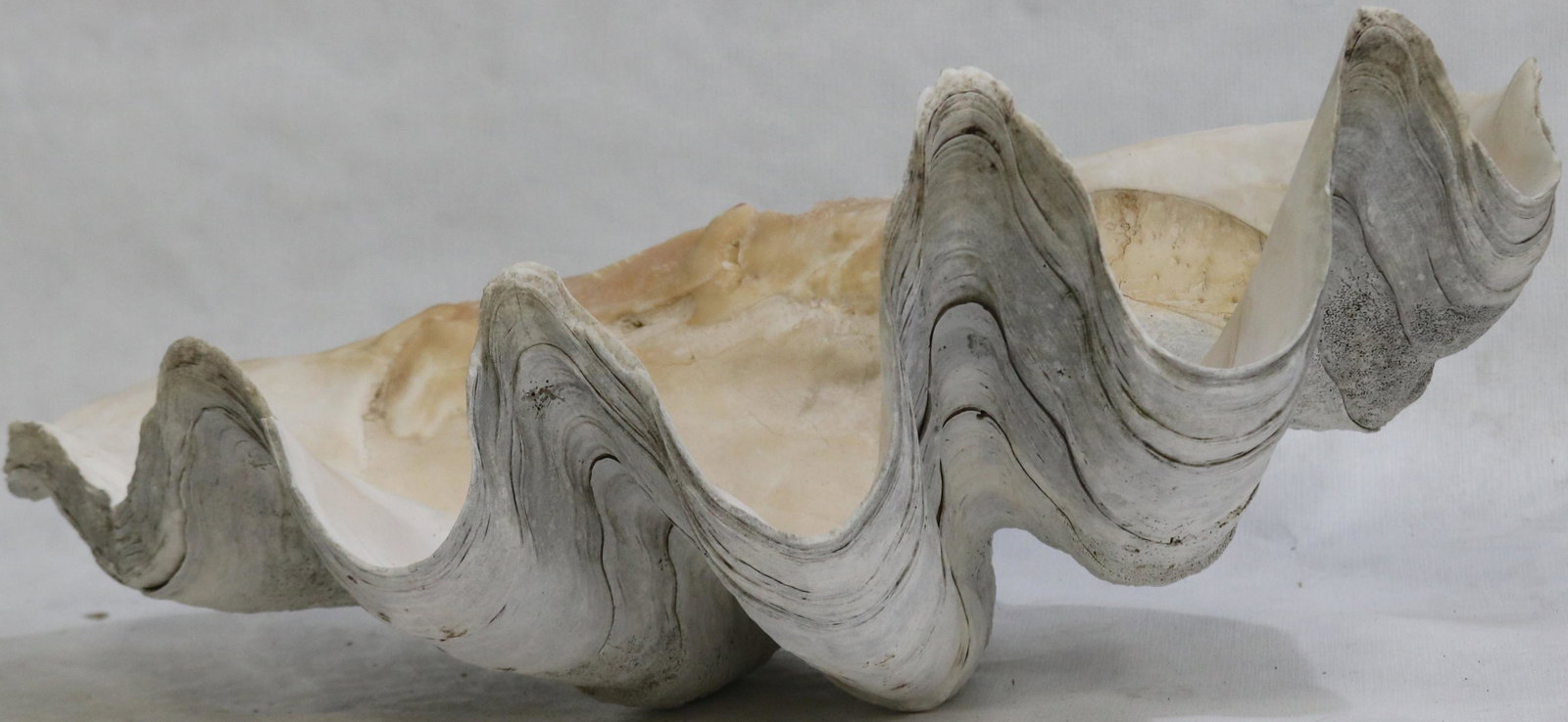 PAIR OF LARGE SOUTH SEAS CLAM SHELLS, POSSIBLY: MATCHING TOP AND BOTTOM. LARGER OF THE TWO IS 10" HIGH, 23" WIDE, 16" DEEP.
