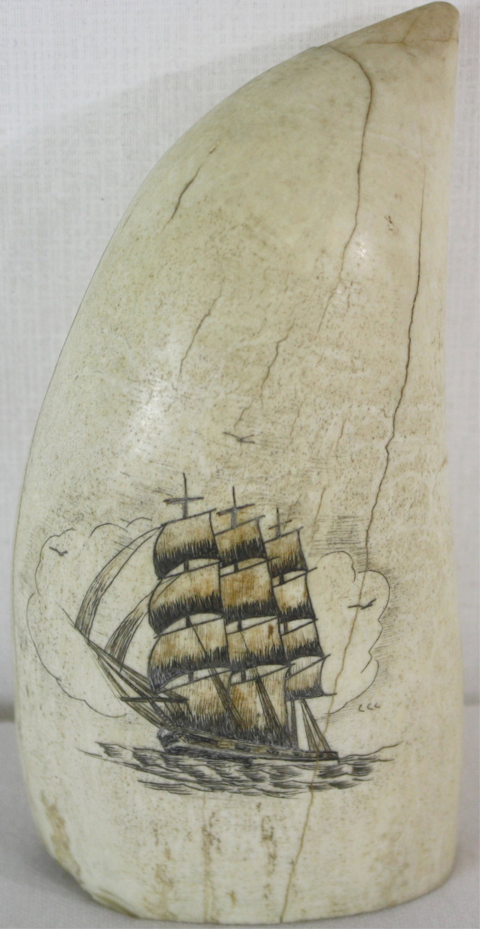 20TH CENTURY SCRIMSHAWED WHALES TOOTH. POLYCHROME: DECORATION DEPICTING A THREE-MASTED SHIP UNDER SAIL. 5 3/4" LONG, ABOUT 3" WIDE. SHOWS SEVERAL CRACKS. SEE TERMS.CANNOT BE SHIPPED OUT OF MASSACHUSETTS.