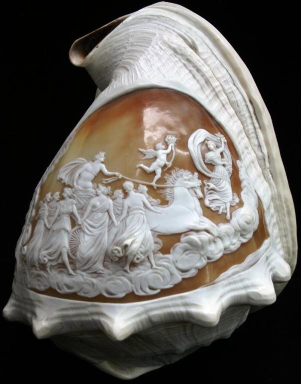 IMPORTANT 19TH CENTURY CARVED CONCH SHELL CAMEO: WITH A CLASSICAL DESIGN DEPICTING CHARIOTEER IN PARADE WITH MAIDENS, MINOR ROUGHNESS TO EDGES, 9" HIGH, 6 1/2" WIDE, APPROXIMATELY 6" DEEP. FROM THE ESTATE OF NOTED CHARLES ST, BOSTON DEALER FRED FINN