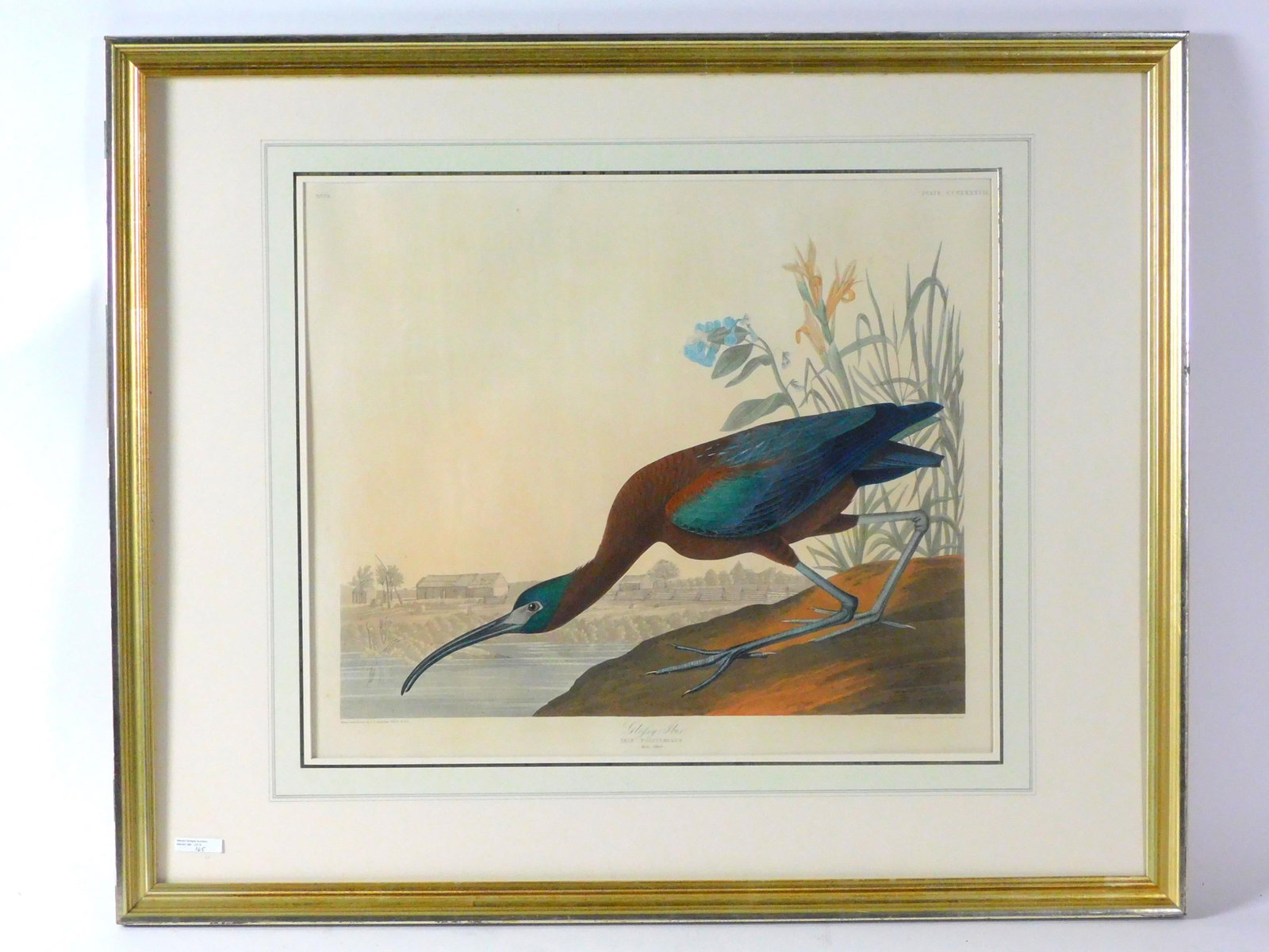 John James Audubon, 1785 to 1851 hand colored: aquatint engraving. and depicting the Glossy Ibis, engraved printed and colored by R. Havel. Taken from an original drawing by Audubon published in London in The Birds of America 1827 to 1838, paper i