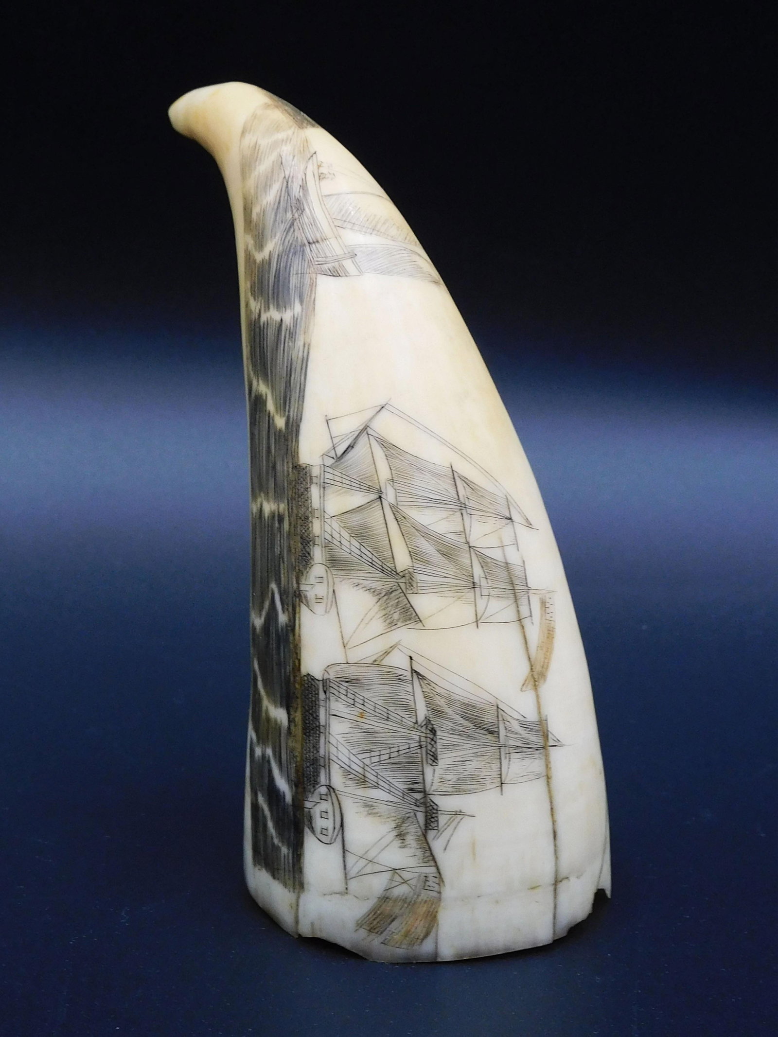 Scrimshaw Sperm Whale Tooth: Small polychrome scrimshaw tooth with marine scene of three vessels under sail. 5" x 1 3/4". Natural cracking and chips along base edge.