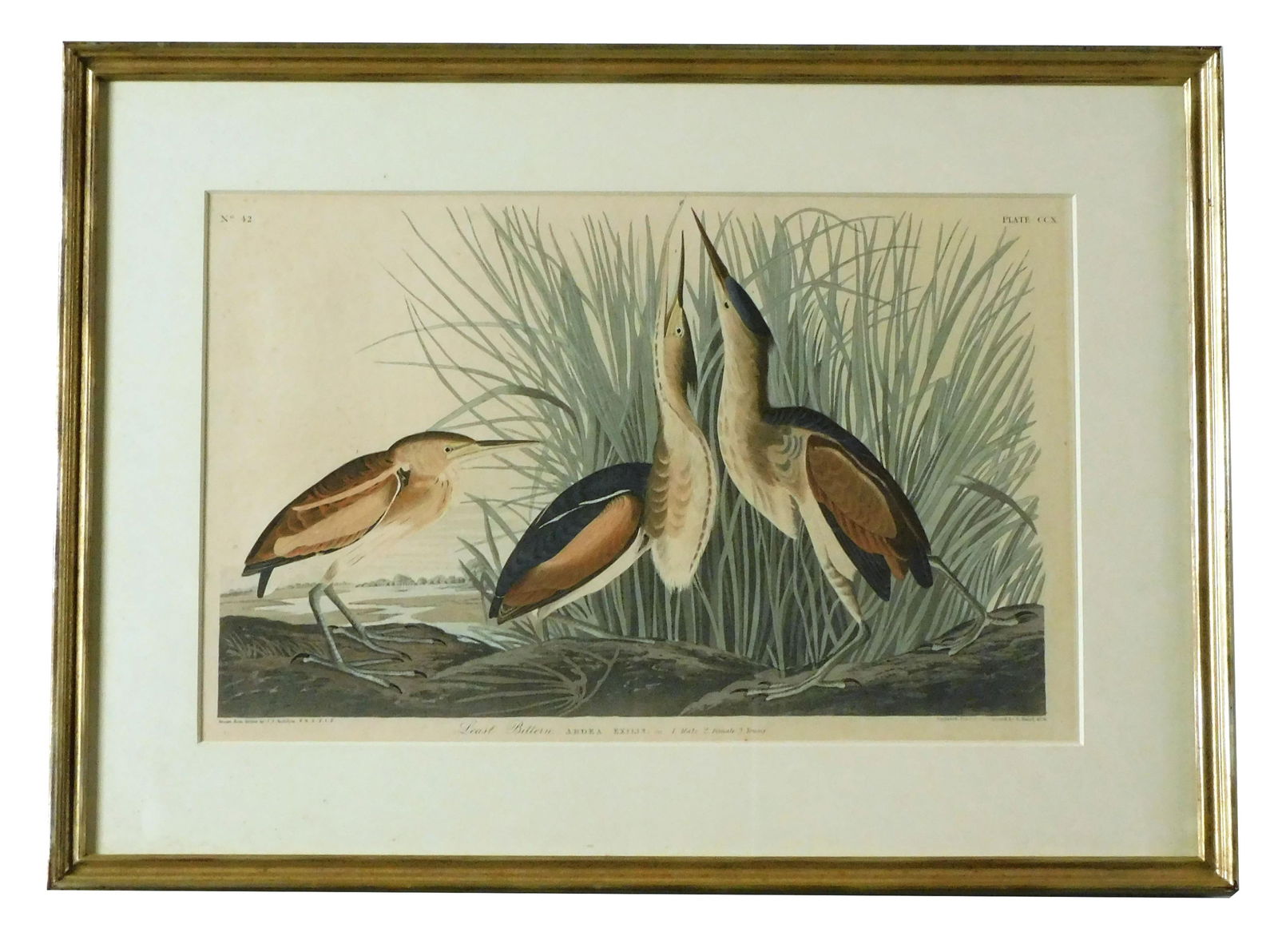 John James Audubon (1785-1851): 1834. Least Bittern. Engraving with aquatint. Engraved printed and colored by R. Havell. Plate ccx Ixobrychus exilis. From the original drawing by Audubon. Published in "The Birds of America 1827-1838