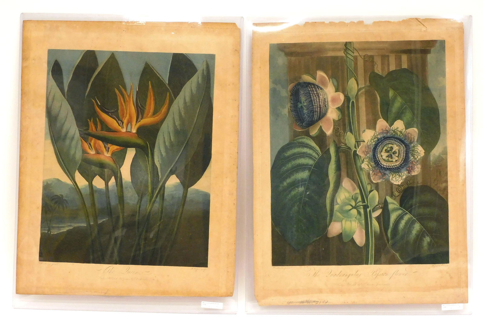 (2) Dr. Thornton Engravings: 19th century. Hand-colored engravings. Peter Henderson (British, 1790-1828) illustrator. Robert John Thornton (British, 1768-1837) Publisher. A) "The Queen". R. Cooper engraver. Dated 1804. Unframed.