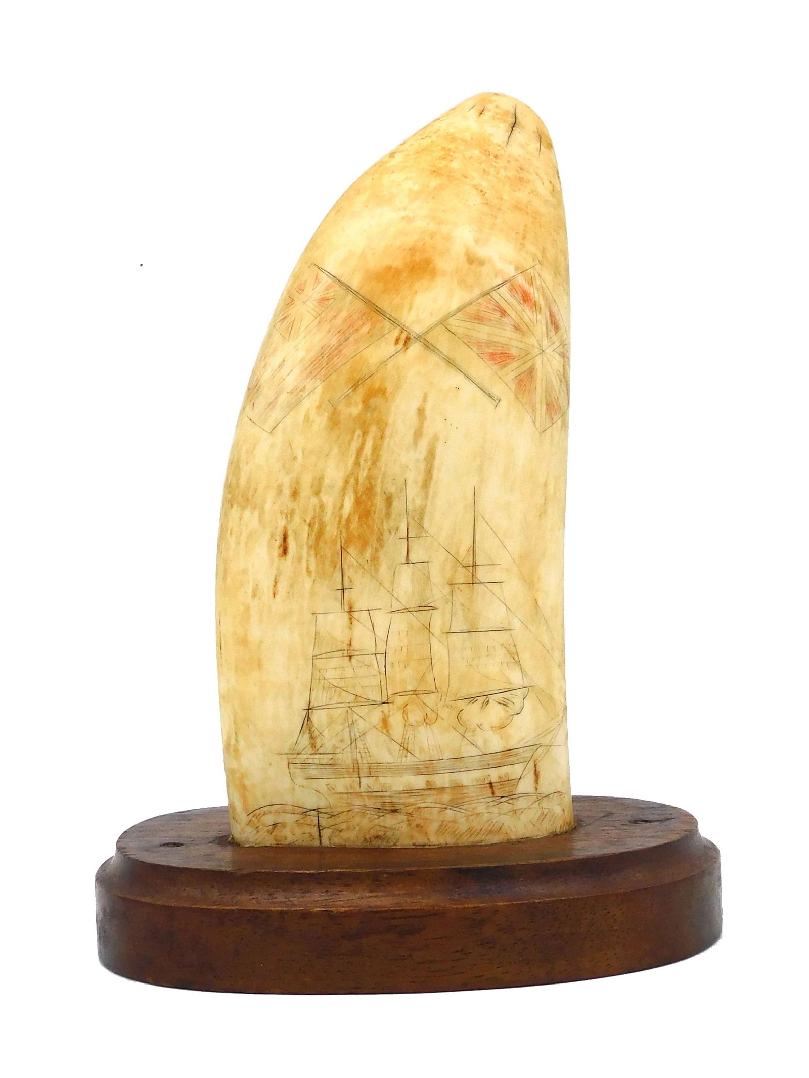 Scrimshaw Whale's Tooth on Stand: 19th C. Polychrome engraved British ship under sail with crossed Union Jack flag and red British ensign. Blank verso. 5 3/4" long without stand. Shipping restriction: Please note this lot is not avail