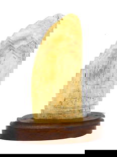 Scrimshaw Whale's Tooth on Stand: 19th C. Polychrome engraved British ship under sail with crossed Union Jack flag and red British ensign. Blank verso. 5 3/4" long without stand. Shipping restriction: Please note this lot is not