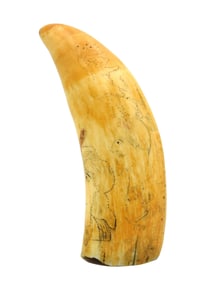 Scrimshaw Whale's Tooth