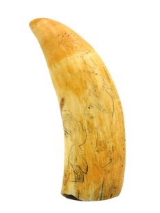 Scrimshaw Whale's Tooth: 19th C. Polished and engraved sperm whale tooth with engraved portrait busts recto and verso. Portraits include images of women and possibly a Native American woman. Also appears to bear the