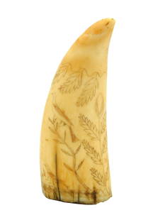 Scrimshaw Whale's Tooth: 19th C. Polished and monochrome engraved tooth with bird and floral plant designs. Verso blank. 6 1/4" long. Shipping restriction: Please note this lot is not available to be sold or shipped