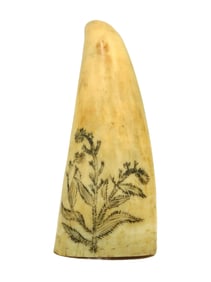 Scrimshaw Whale's Tooth