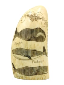 Scrimshaw Whale's Tooth by Robert Spring